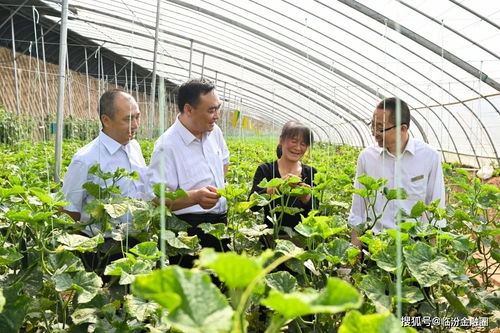 翼城聯(lián)社支持千畝蔬菜園區(qū)帶動群眾致富奔小康