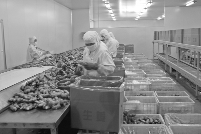 從田間到餐桌 中國蔬菜追溯體系建設的全景透視